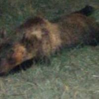L'orso morto in Molise vicino all'Abruzzo