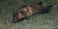 L'orso morto in Molise vicino all'Abruzzo