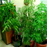Le piante di marijuana sequestrate a Silvi