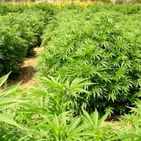 Campo coltivato con piante di marijuana