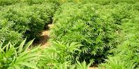 Campo coltivato con piante di marijuana