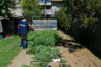 Piante di marijuana coltivate da tre donne in una casa di Notaresco