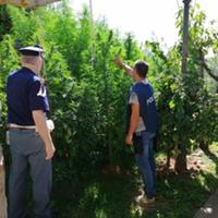 Sopralluogo della polizia giudiziaria in uno dei giardini coltivati a cannabis