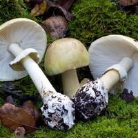 Esemplari del fungo velenoso Amanita Phalloides rinvenuto dai carabinieri forestali