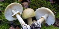 Esemplari del fungo velenoso Amanita Phalloides rinvenuto dai carabinieri forestali