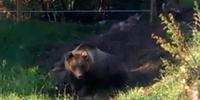 L'orsa tramortita dal sedativo