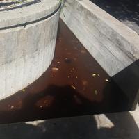 I liquami nella fontana