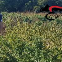La piantagione di marijuana distrutta a Collecorvino