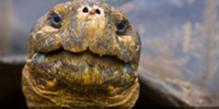 La tartaruga sacra Alagba è morta all'età di 344 anni