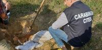 Il ritrovamento del piccolo pitbull a Montesilvano colle da parte dei carabinieri forestale