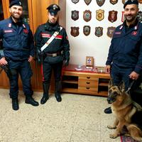 I carabinieri delle unità cinofile con il cane antidroga Sissy