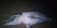 Il delfino ritrovato morto davanti a lido Carisol di Silvi Marina