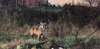 Il lupo avvistato e filmato a Celano