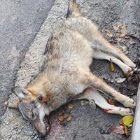 Il giovane lupo investito vicino a Bussi (foto da fb Lucio Zazzara)