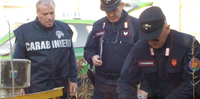 I carabinieri forestali al mattatoio comunale di Pescara