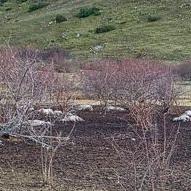 Ovini morti di stento, fame e freddo su un campo di Lucoli