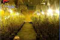 Le piante di marijuana sempre ben illuminate e areate