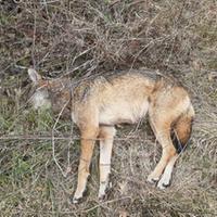 Il lupo ritrovato morto avvelenato nelle campagne a Piano di Campovalano