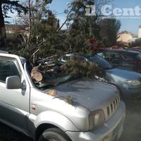 Le auto danneggiate dal grosso pino (il Centro)