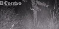 Il capriolo zoppo ripreso mentre mangia nel bosco del Chietino dalla telecamera nascosta di Marco Liberatore
