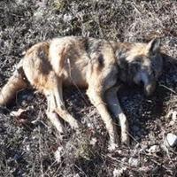La carcassa del lupo trovata a Lecce nei Marsi