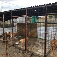 I cani pitbull tenuti nelle gabbie in via Sacco, a Rancitelli
