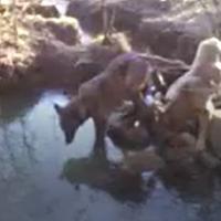 Un frammento del video in cui si scorgono due lupi