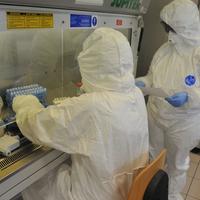 I tecnici che esaminano i tamponi nei laboratori di alta sicurezza dello Zooprofilattico (Fotoservizio di Luciano Adriani)
