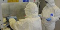I tecnici che esaminano i tamponi nei laboratori di alta sicurezza dello Zooprofilattico (Fotoservizio di Luciano Adriani)