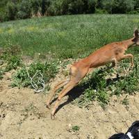 Il giovane capriolo rimesso in libertà in zona sicura da veterinari e carabinieri forestali