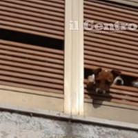 I cani rinchiusi nella struttura fatiscente si affacciano da una finestra