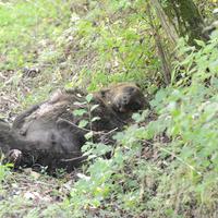 L'orso ucciso nel settembre 2014 a Pettorano sul Gizio
