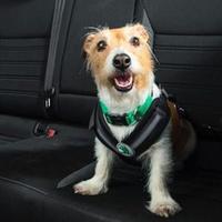 Un cane sul sedile posteriore di un'auto (foto d'archivio)