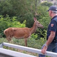 Gli agenti della Volante di Sulmona salvano il cervo sulla Statale 17