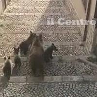 Mamma orsa e i quattro cuccioli per le scale di San Sebastiano dei Marsi