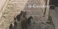 Mamma orsa e i quattro cuccioli per le scale di San Sebastiano dei Marsi