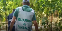 La guardia di finanza nella piantagione di marijuana sul fiume Sinello