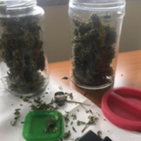 La marijuana sequestrata dai carabinieri di Cupello