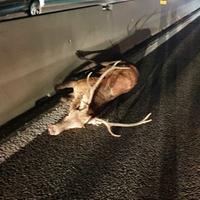 Cervo investito sulla autostrada A25