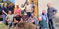 Il cinghiale di 190 chili abbattuto da un gruppo di cacciatori a Lettomanoppello