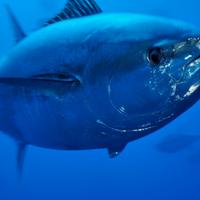 Esemplare di tonno rosso, specie ittica di cui è vietata la pesca e la vendita in Italia