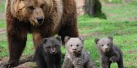L'orsa Peppina con tre cuccioli