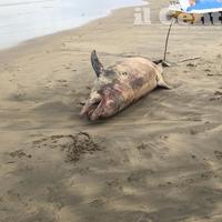 Il delfino morto sulla spiaggia di Montesilvano (foto G.Lattanzio)