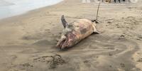 Il delfino morto sulla spiaggia di Montesilvano (foto G.Lattanzio)