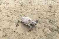 La tartaruga morta sulla spiaggia di Montesilvano (foto G.Lattanzio)
