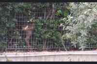 Il capriolo incastrato nella recinzione in via Palizzi