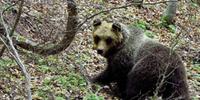 L'orsa Peppina di recente catturata per metterle il radiocollare e poi liberata
