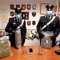 La marijuana sequestrata dai carabinieri di Notaresco