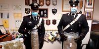 La marijuana sequestrata dai carabinieri di Notaresco