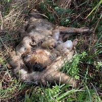 Carcassa di animale selvatico segnalata al Wwf